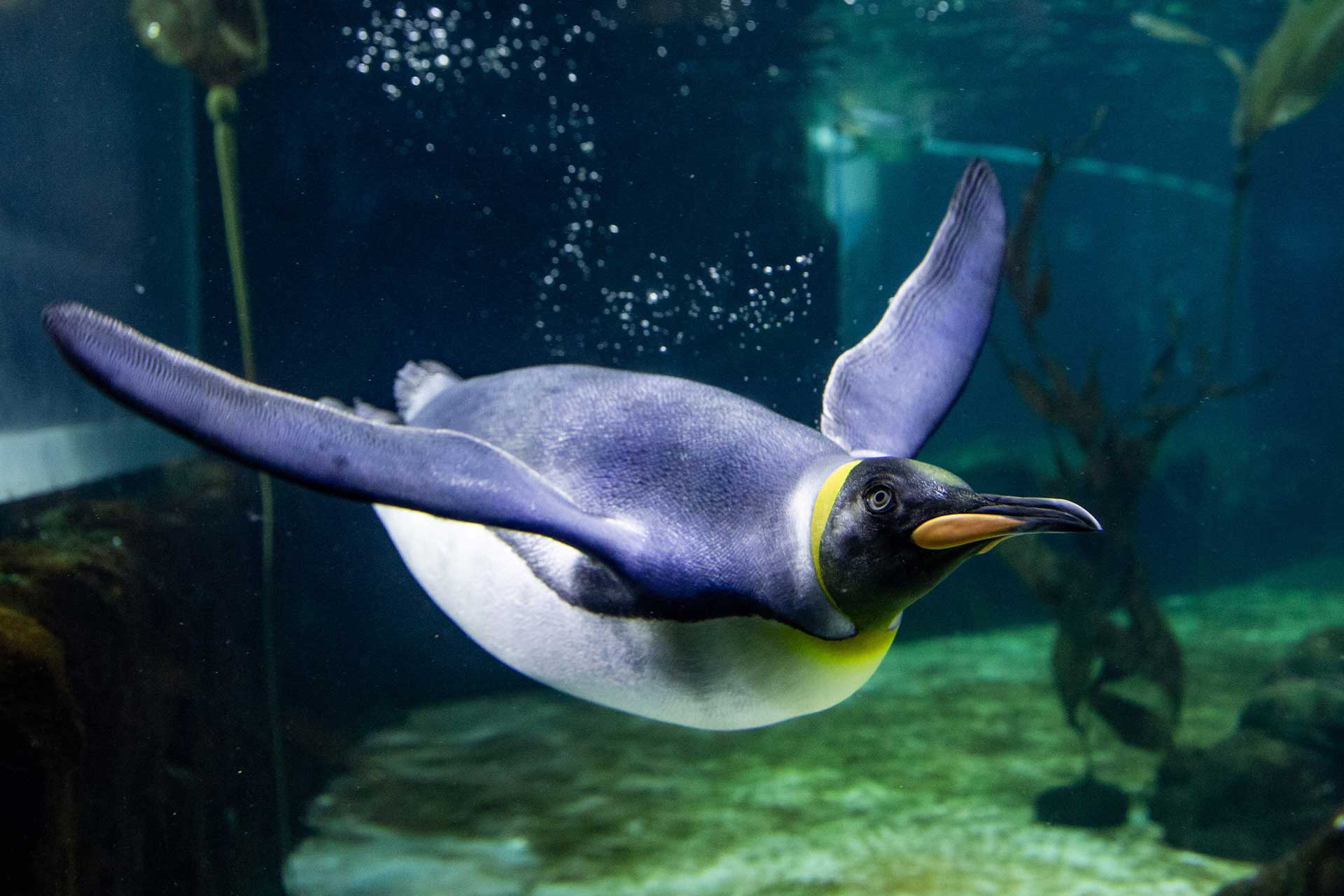 SEA-LIFE-Penguin.jpg