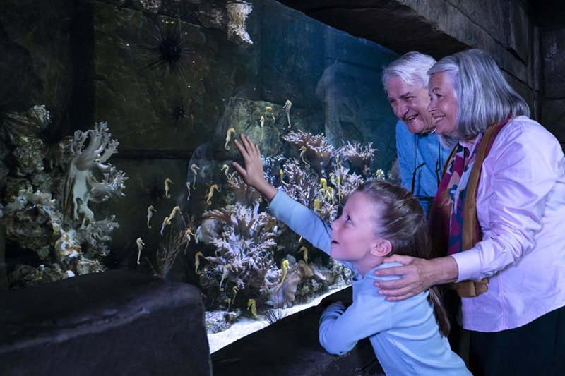 Grandparents Visit for Just $10
