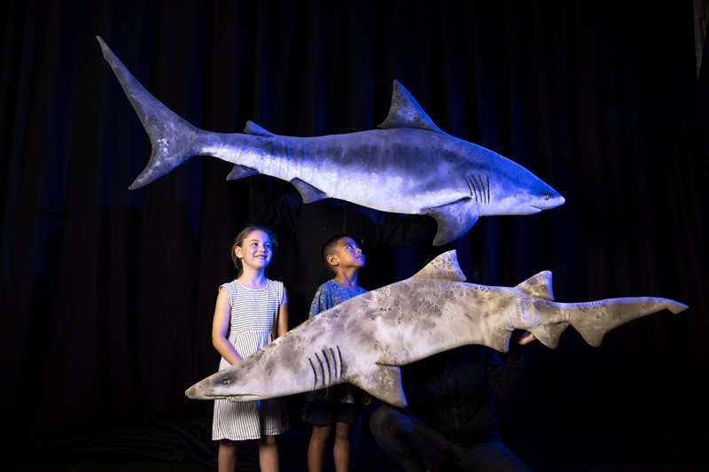 Guruwin - Sharks of Sydney Harbour!