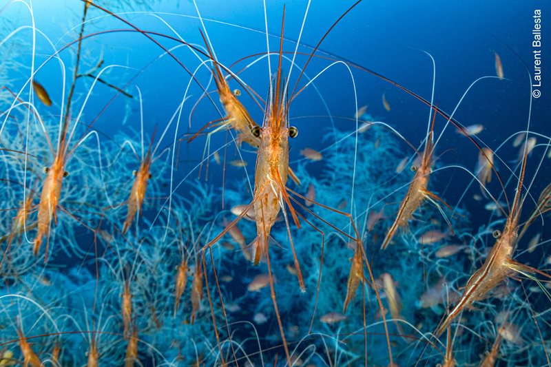 Wildlife Photographer of the Year