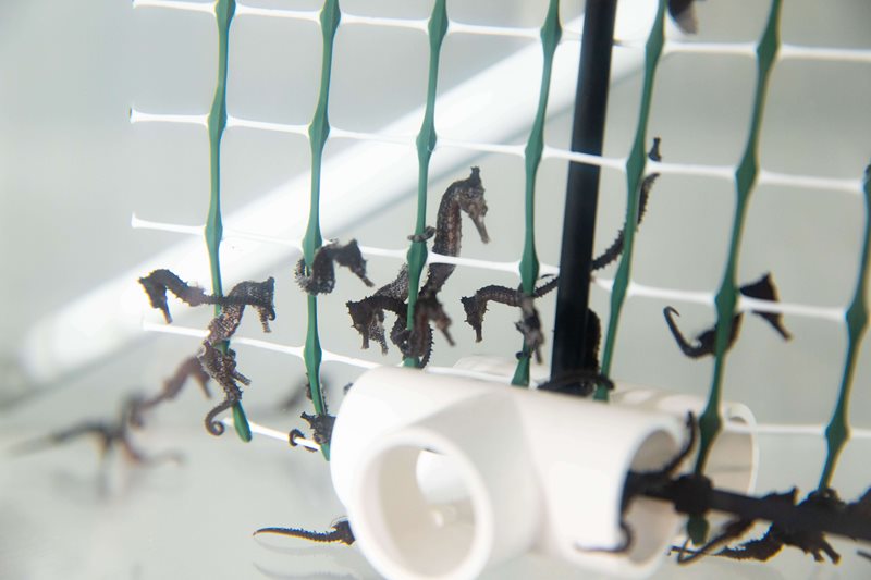 Adopt your very own seahorse