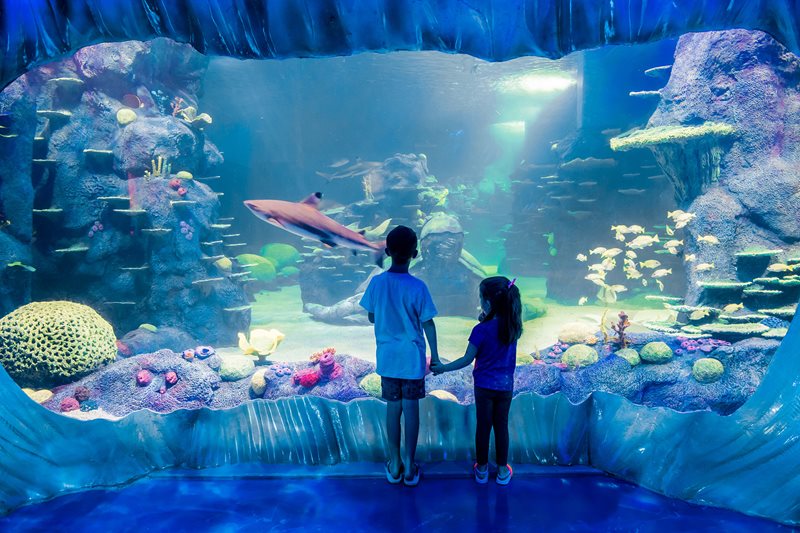 Dive Below The Surface This Summer at SEA LIFE Sydney Aquarium 
