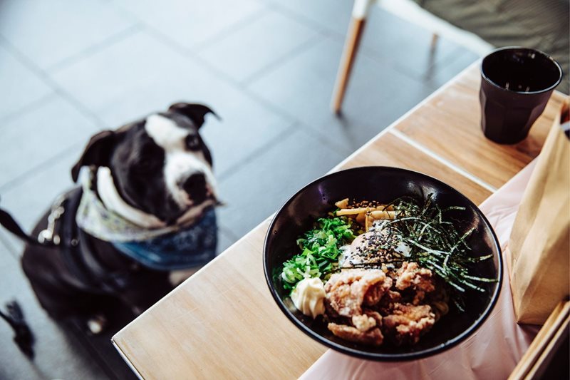 Barks and Bowls at IIKO Mazesoba 