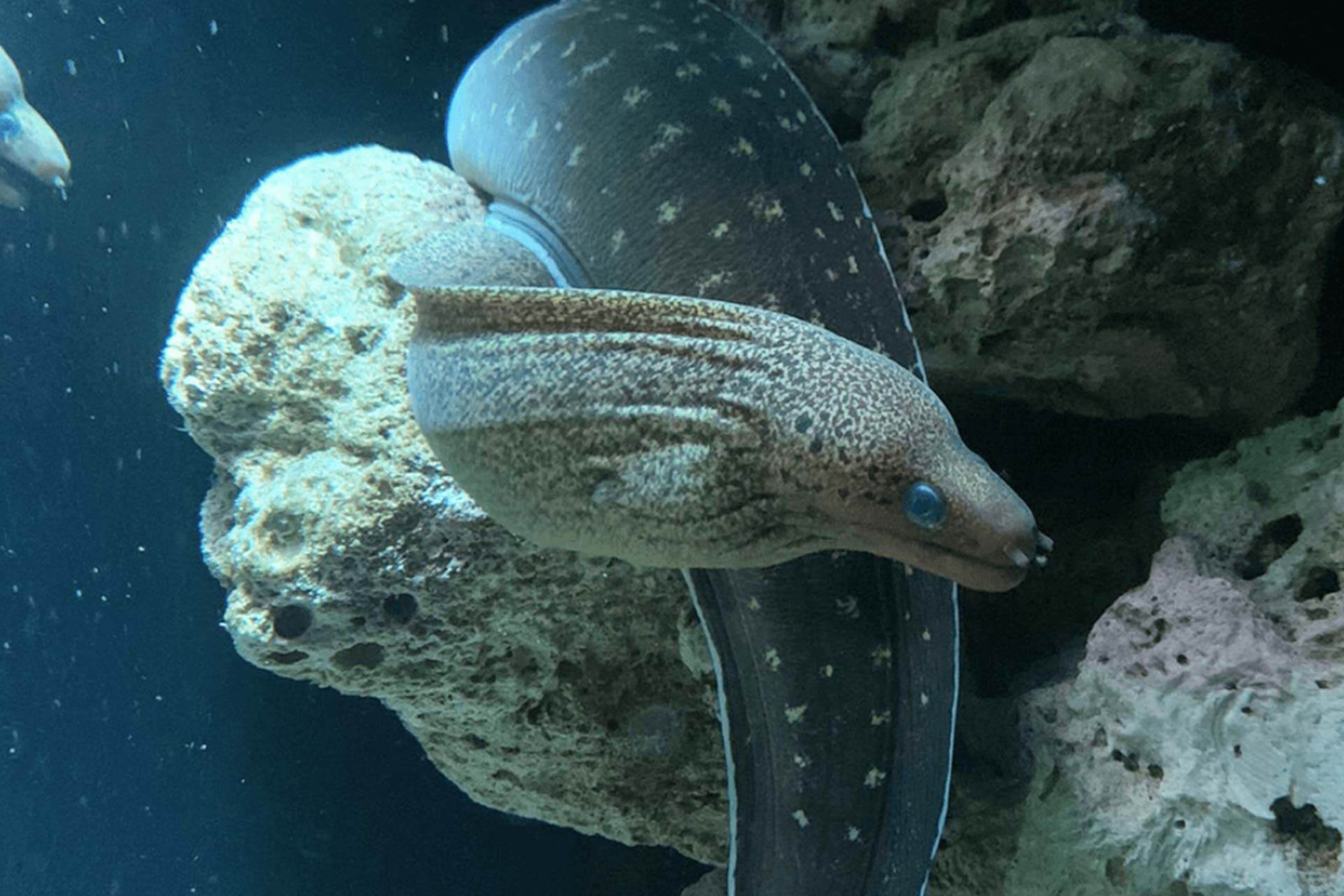 Dangerous & Deadly at SEA LIFE Sydney Aquarium Darling Harbour