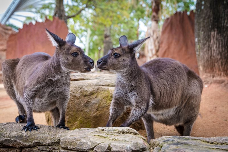 Creature Rescue Squad at WILD LIFE Sydney Zoo