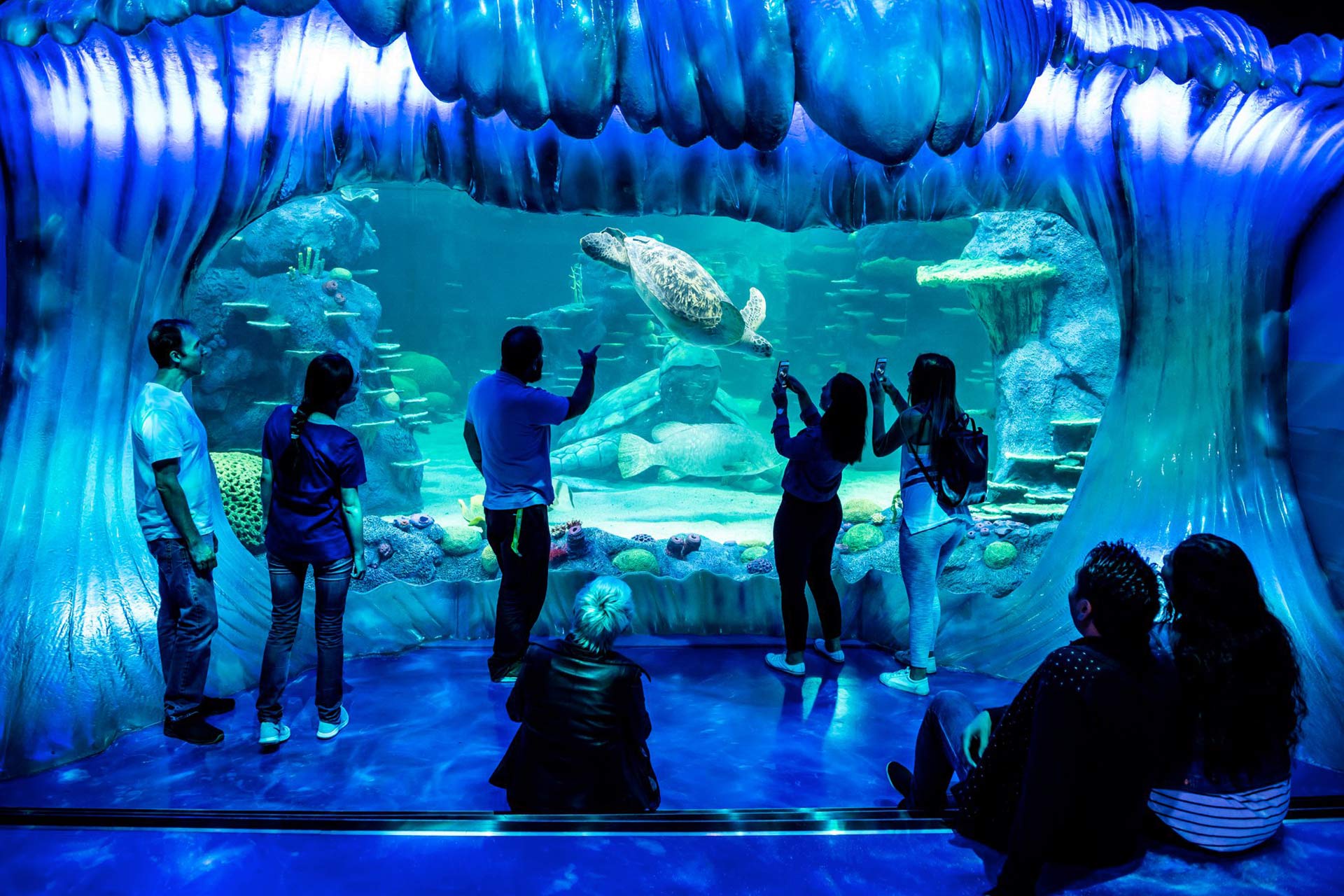 Sea Life Sydney Aquarium | Best things to do with kids Darling Harbour |  Darling Harbour