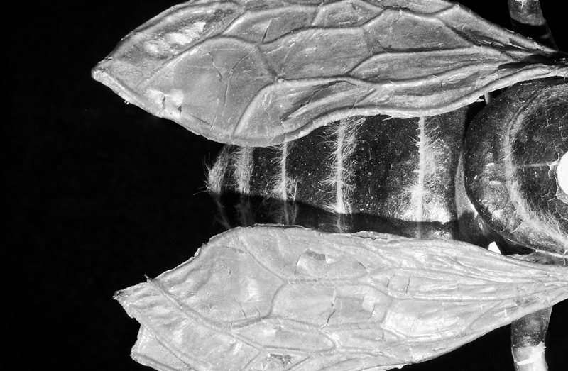 Powerhouse Late x Vivid Ideas: Natural Wonder