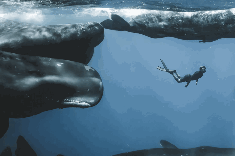 Ocean Photographer of the Year 