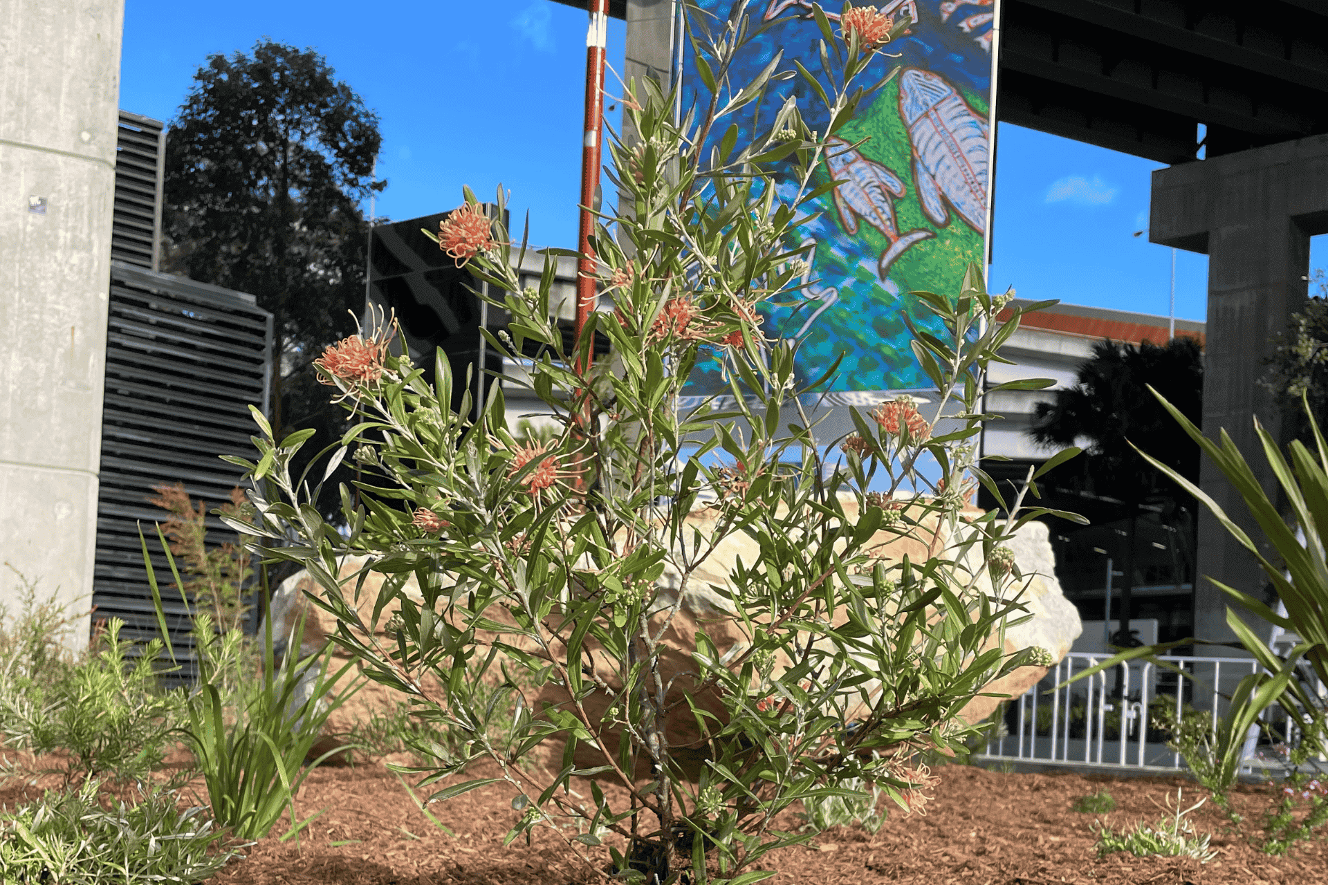 NAIDOC plant installation