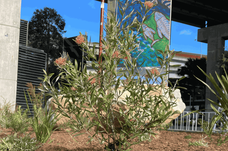 NAIDOC plant installation