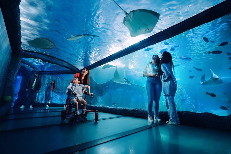 Lunar New Year at SEA LIFE Sydney Aquarium